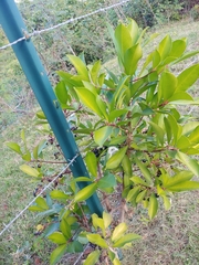Ardisia elliptica