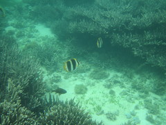 Chaetodon tricinctus