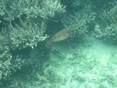Priacanthidae