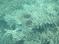 Ostorhinchus norfolcensis