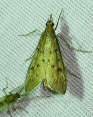 Blepharomastix haedulalis