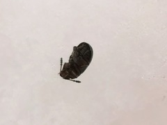Macrohydnobius