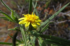 Trixis angustifolia