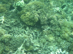 Gymnothorax annasona