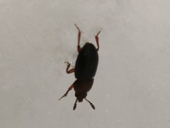 Macrohydnobius