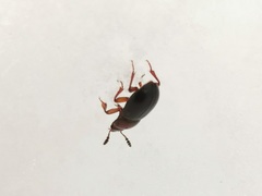 Macrohydnobius