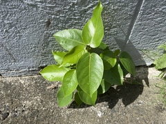 Jatropha gossypiifolia