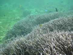 Chaetodon pelewensis
