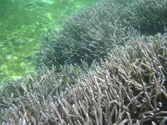 Chaetodon pelewensis