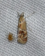 Noctueliopsis bububattalis