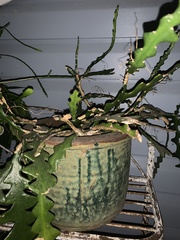 Selenicereus anthonyanus