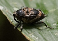 Piazurus caprimulgus