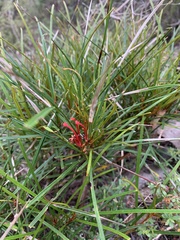 Grevillea dimorpha