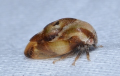 Cyrtolobus discoidalis