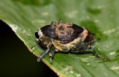 Piazurus caprimulgus