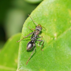 Myrmecia pulchra