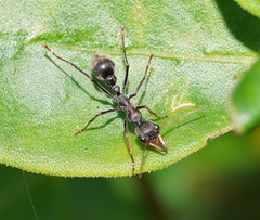 Myrmecia pulchra