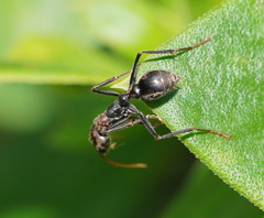 Myrmecia pulchra