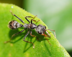 Myrmecia pulchra