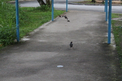 Acridotheres javanicus