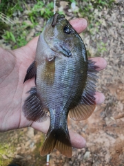 Lepomis punctatus