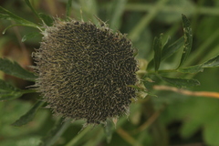 Sajanella monstrosa
