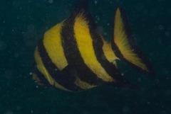 Oplegnathus robinsoni