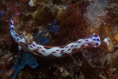 Hypselodoris yarae