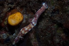 Hypselodoris pulchella
