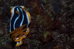 Chromodoris africana