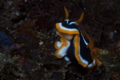 Chromodoris africana