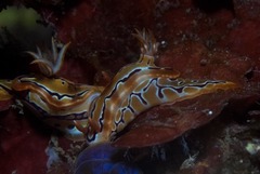Hypselodoris regina