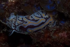 Halgerda dichromis