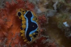 Phyllidia ocellata