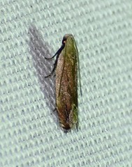 Anacampsis paltodoriella