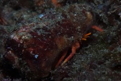 Ciliopagurus strigatus