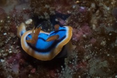 Chromodoris hamiltoni
