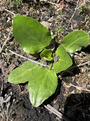 Ornduffia reniformis