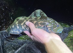 Hexagrammos lagocephalus