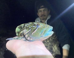 Hexagrammos lagocephalus
