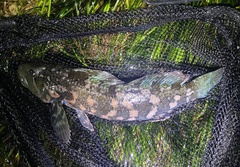 Hexagrammos lagocephalus