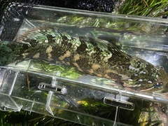 Hexagrammos lagocephalus