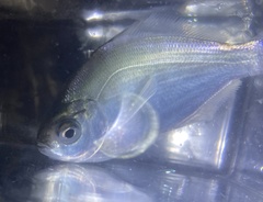 Hyperprosopon ellipticum