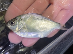 Hyperprosopon ellipticum