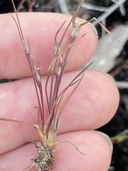 Centrolepis aristata