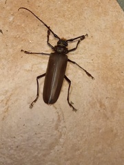 Orthomegas cinnamomeus