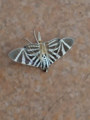 Spilomela perspicata