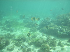 Chaetodon tricinctus