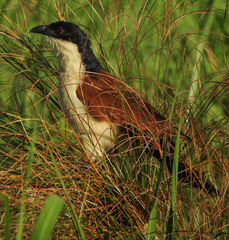 Centropus cupreicaudus