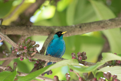 Chlorophanes spiza